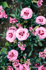 blooming pink flowers in garden, shallow depth of field