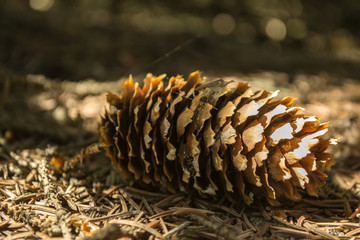 The fir-cones on the ground. Close up. Christmas decoration.