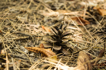 The pine cones on the dry needles, close up. Christmas wallpaper.