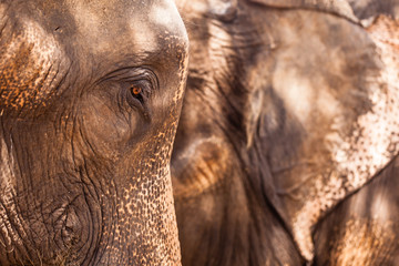 Elephant moody portrait