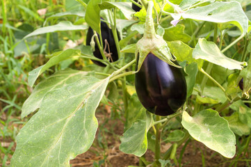 Berenjena en un invernadero / Eggplant in a greenhouse