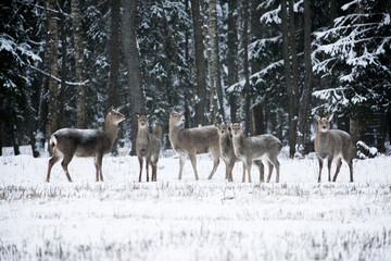 Group of deer, Cervus nippon dybowski, Dybowski's sika deer or Manchurian sika deer. Family on winter meadow