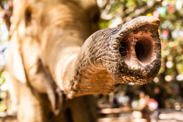 Elephant's nostrils close-up