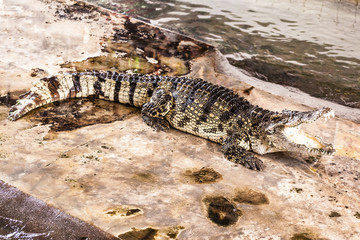 Open mouth caiman