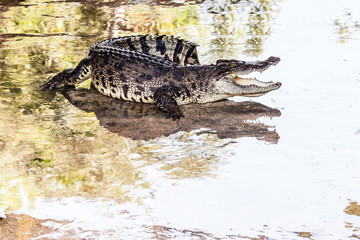 Crocodile on wet surface