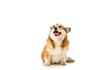 adorable welsh corgi pembroke isolated on white background