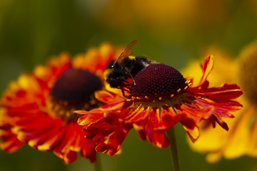 Sonnenbraut Waltraud