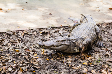 Big sneaky alligator