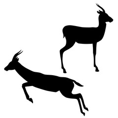 Black silhouettes of standing and running Thomson's gazelles isolated on white background. Vector illustration EPS 8 - obrazy, fototapety, plakaty