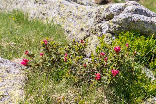 Alpenrose Strauch in den Alpen, &Ouml;sterreich