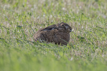 close-up of gray hare sitting on a clearing of green grass