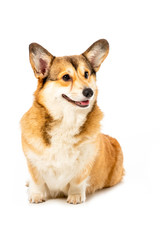 studio shot of adorable welsh corgi pembroke isolated on white background