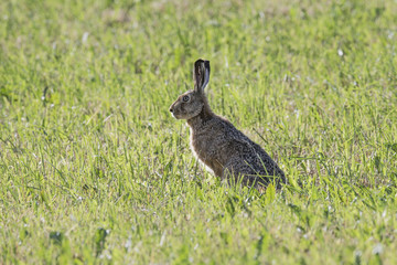 gray silhouette hare sitting on a clearing of green grass