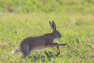 Naklejka na ściany i meble gray hare running on a clearing of green grass