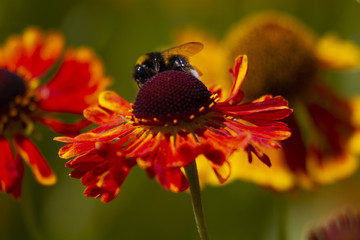Sonnenbraut Waltraud