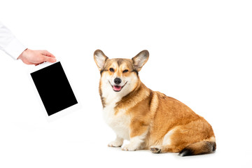 partial view of man showing digital tablet with blank screen to funny corgi isolated on white background