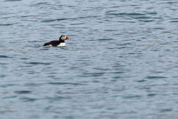 Puffin in the Arctic