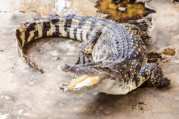 Big alligator with open mouth