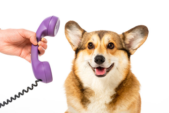 partial view of man giving telephone tube to cute corgi isolated on white background