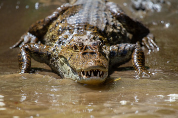 Alligator in Tortuguero National Park of Costa Rica