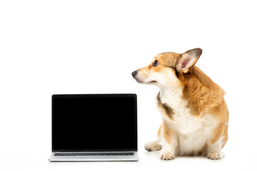 corgi looking away and sitting near laptop with blank screen isolated on white background