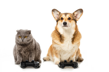 cute corgi and british shorthair cat sitting with joysticks for video game isolated on white...