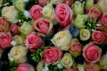 Group of Pink roses