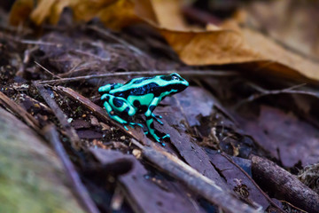 Green arrowhead frog in costa rica Dendrobatidae.