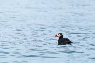 Puffin in the Arctic,