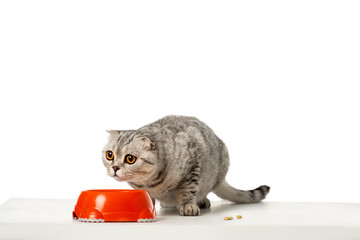 cute striped british shorthair cat sitting near bowl with food isolated on white background