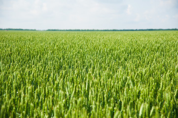 Ripening wheat field