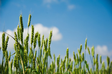 Ripening wheat field