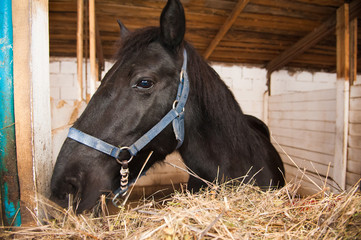 Horse in the stable