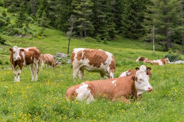 Fototapeta na wymiar Kuh auf einer Weide in Österreich