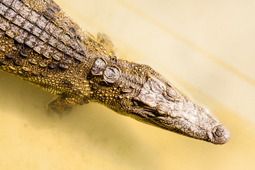 Crocodile swimming in shallow water