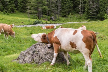 Fototapeta na wymiar Kuh juckt und kratzt sich selber an einem Stein, Österreich