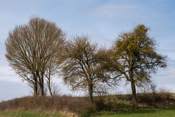 Three Spring Trees on a Hill
