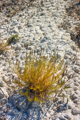 The lonely plant on dry dead soil. Russia, Rostov-on-Don region