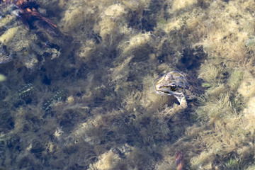 Beautiful spotted frog sits in a swamp, wildlife