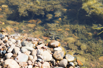 Beautiful spotted frog sits in a swamp, wildlife