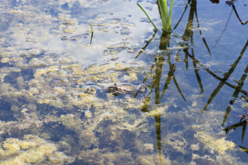 Beautiful spotted frog sits in a swamp, wildlife
