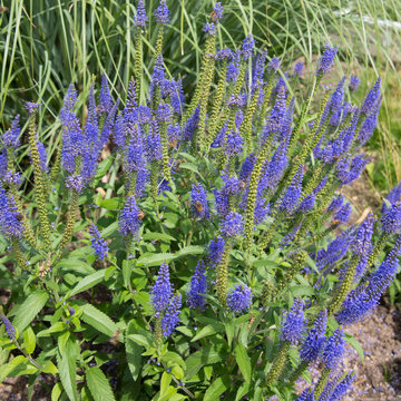 Langbl&auml;ttriger Blauweiderich, Veronica longifolia