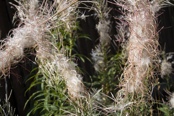 Mature willow-herb fluffy infloresences with pods and leaves against dark wooden brown fence