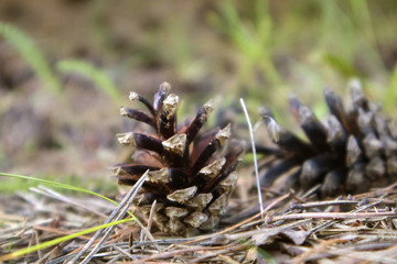 Naklejka na ściany i meble Fallen opened ripe pine cones lying on the forest field against blurred background