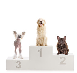 Three dogs on a winner's podium
