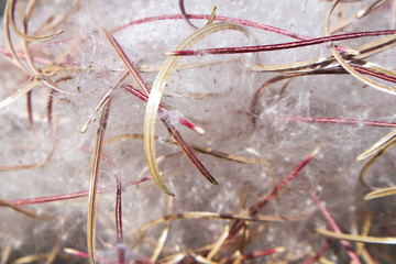 Mature willow-herb fluff and pods closeup, may be used as background or texture