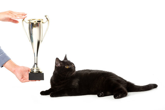 cropped image of man giving golden trophy cup to black british shorthair cat looking away isolated on white background