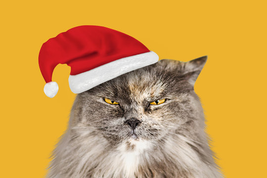 Funny gray long-haired British cat in Santa's hat isolated on yellow background