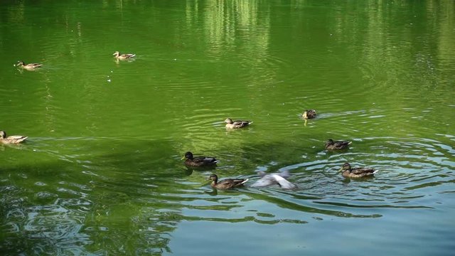 Ducks in a pond.	Slow motion.