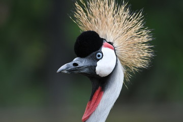 Crowned crane headshot